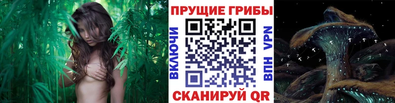 хочу наркоту  Мышкин  hydra как зайти  Галлюциногенные грибы GOLDEN TEACHER 